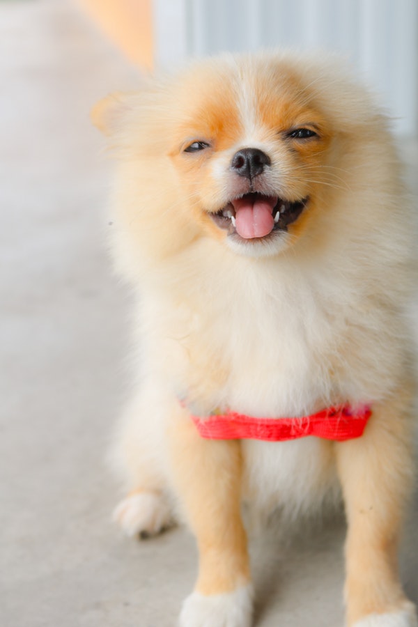 cute smiling well-groomed dog for Local SEO