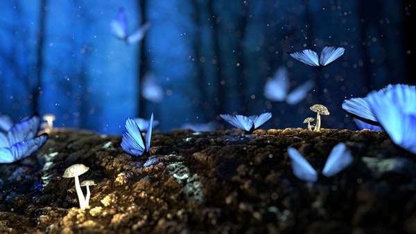 Intensely beautiful image of blue butterflies and forest mushrooms for Local SEO
