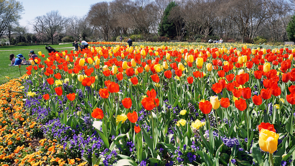 dallas blooms tulips for small business events