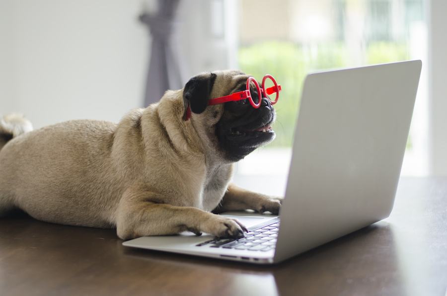 pug dog wearing glasses posting on social media